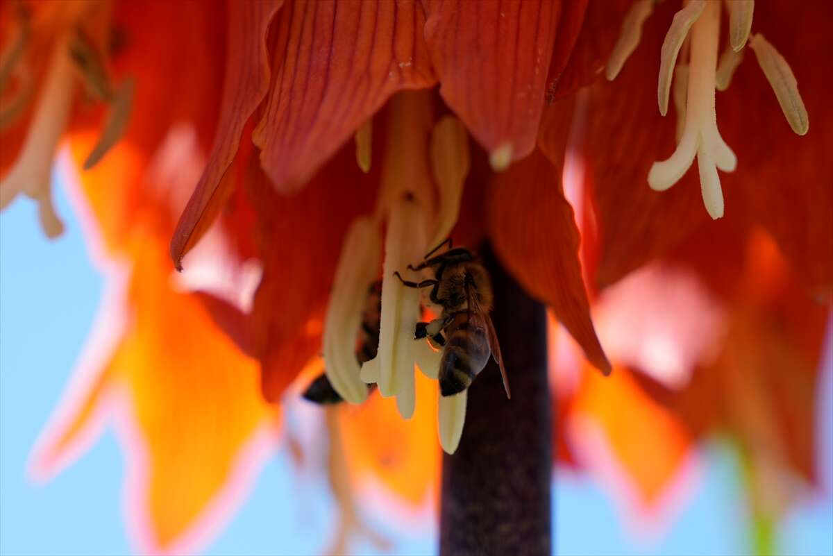 Ters laleler açtı, koparmanın cezası ise dudak uçuklattı 12